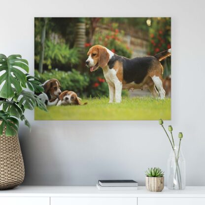 Animals and Living (11375CV) - Image 6