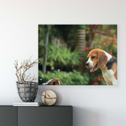 Animals and Living (11375CV) - Image 7