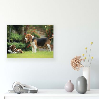 Animals and Living (11375CV) - Image 8