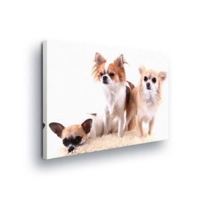 Animals and Living (11377CV)