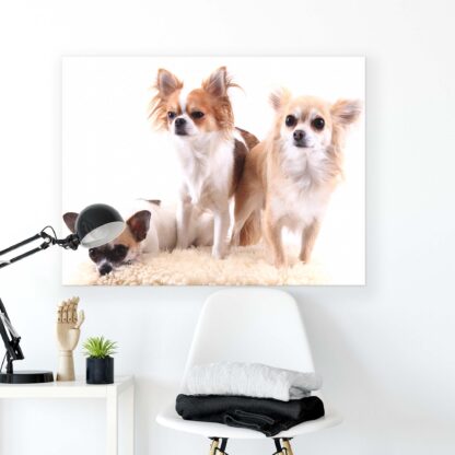 Animals and Living (11377CV) - Image 2