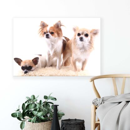 Animals and Living (11377CV) - Image 4