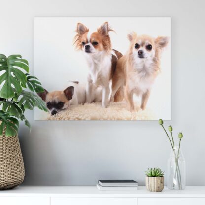Animals and Living (11377CV) - Image 6
