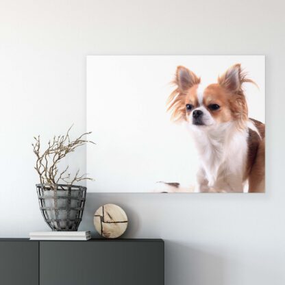 Animals and Living (11377CV) - Image 7