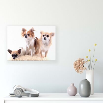 Animals and Living (11377CV) - Image 8