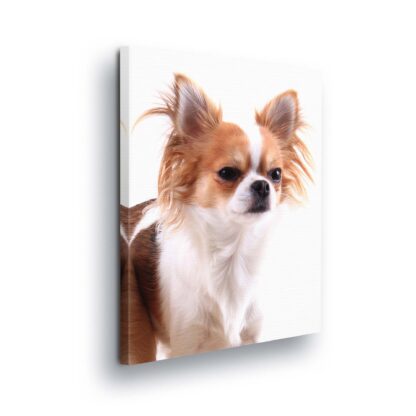 Animals and Living (11378CV)