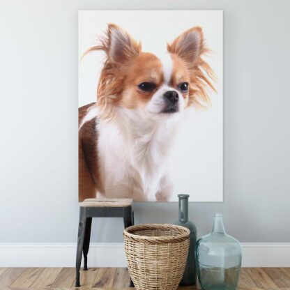 Animals and Living (11378CV) - Image 2