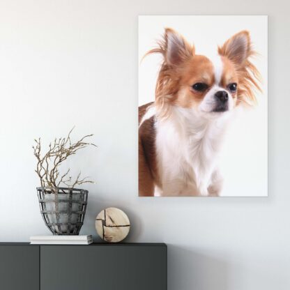 Animals and Living (11378CV) - Image 6
