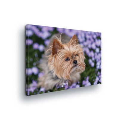 Animals and Living (11381CV)