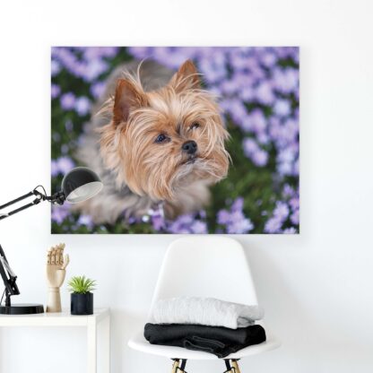 Animals and Living (11381CV) - Image 2