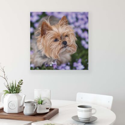 Animals and Living (11381CV) - Image 3