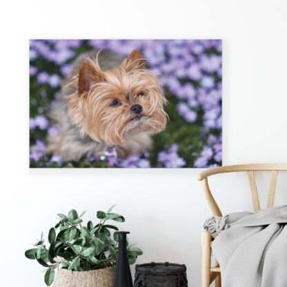 Animals and Living (11381CV) - Image 4