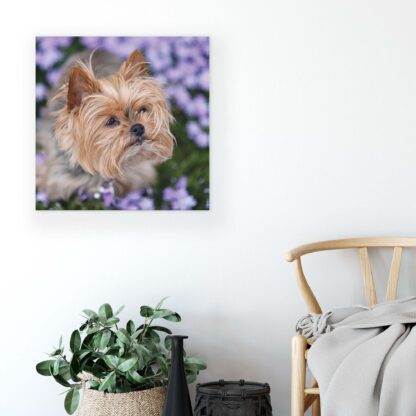 Animals and Living (11381CV) - Image 5
