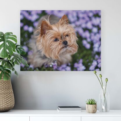 Animals and Living (11381CV) - Image 6