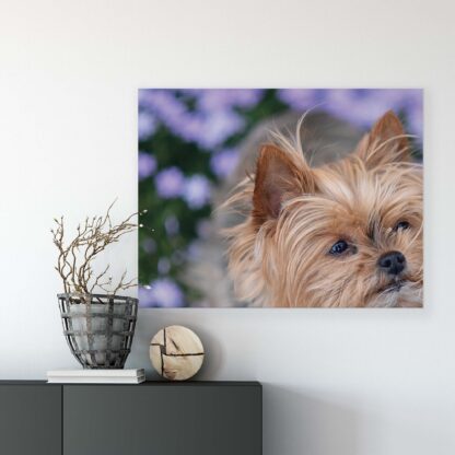 Animals and Living (11381CV) - Image 7