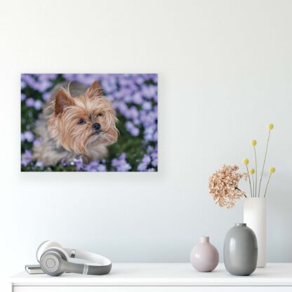 Animals and Living (11381CV) - Image 8