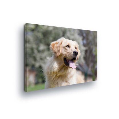 Animals and Living (11382CV)