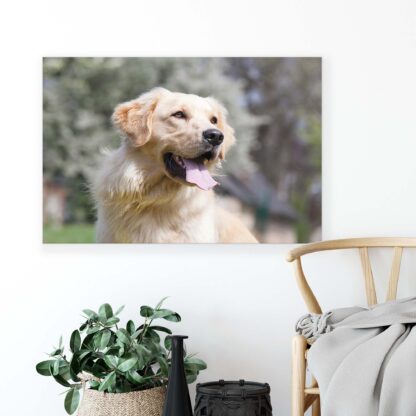 Animals and Living (11382CV) - Image 4