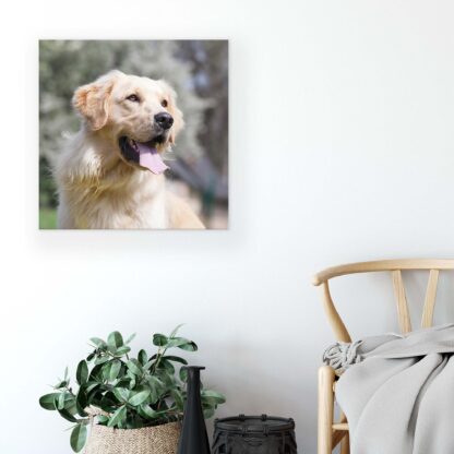 Animals and Living (11382CV) - Image 5