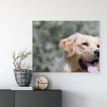 Animals and Living (11382CV) - Image 7