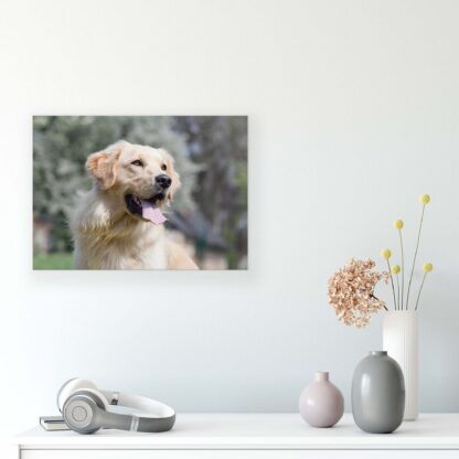Animals and Living (11382CV) - Image 8