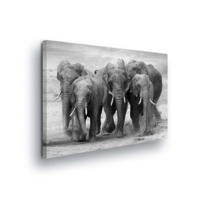 Animals and Living (11578CV)