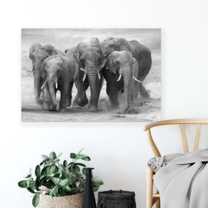 Animals and Living (11578CV) - Image 4