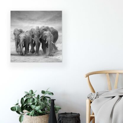 Animals and Living (11578CV) - Image 5