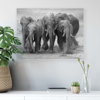 Animals and Living (11578CV) - Image 6