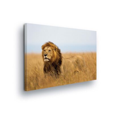 Animals and Living (11750CV)
