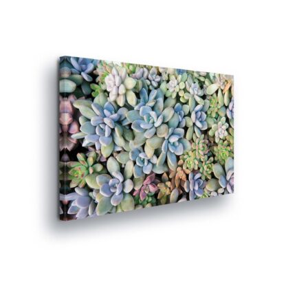 Plants (11757CV)