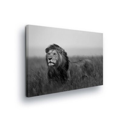 Animals and Living (11760CV)
