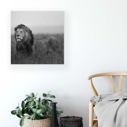 Animals and Living (11760CV) - Image 5