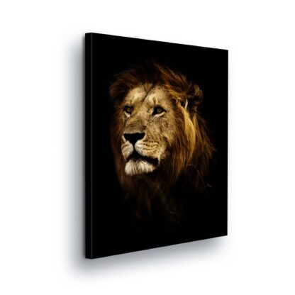Animals and Living (11766CV)