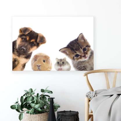 Animals and Living (11785CV) - Image 3