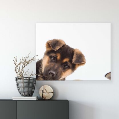 Animals and Living (11785CV) - Image 5