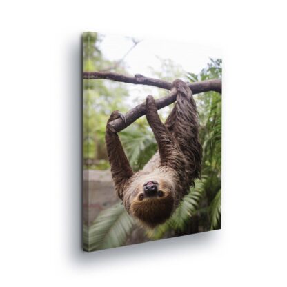 Animals and Living (11858CV)
