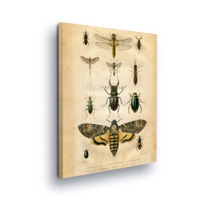 Animals and Living (11936CV)