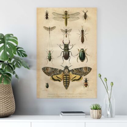 Animals and Living (11936CV) - Image 3