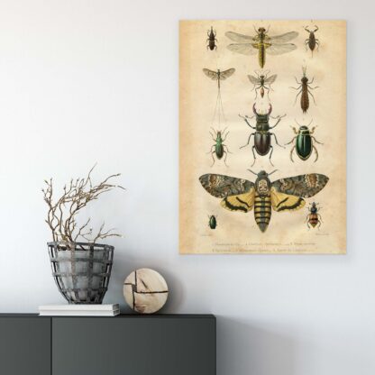 Animals and Living (11936CV) - Image 4