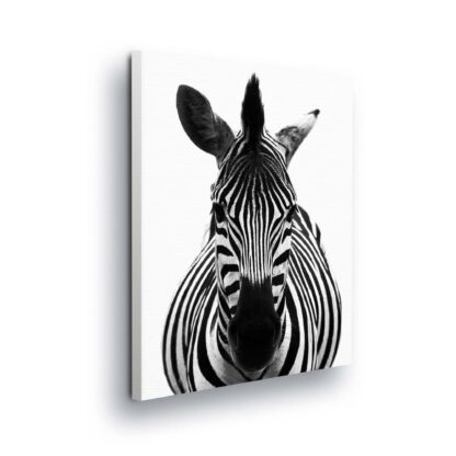 Animals and Living (11966CV)