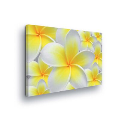 Flowers (123CV)