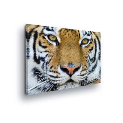 Animals and Living (1363CV)