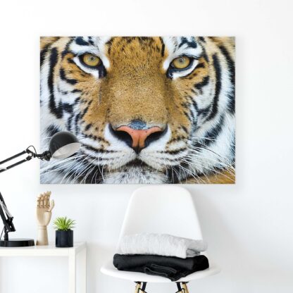 Animals and Living (1363CV) - Image 2