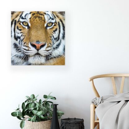 Animals and Living (1363CV) - Image 4