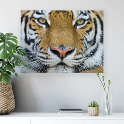 Animals and Living (1363CV) - Image 5