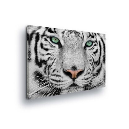 Animals and Living (1364CV)