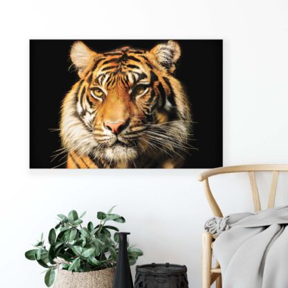 Animals and Living (1519CV) - Image 3