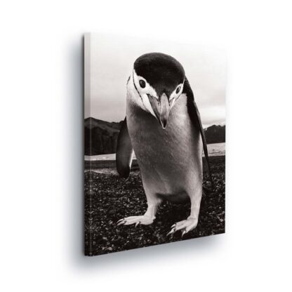 Animals and Living (1823CV)