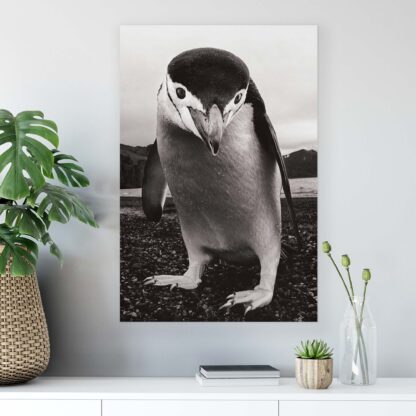 Animals and Living (1823CV) - Image 3